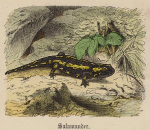 Salamander (farvet gravering) af Friedrich Specht
