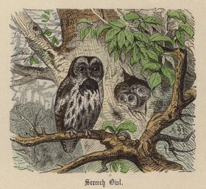 Screech Owl (farvet gravering) af Friedrich Specht