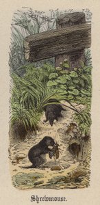 Shrewmouse (farvet gravering) af Friedrich Specht