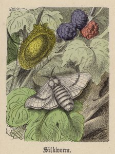 Silkeorm (farvet gravering)