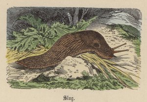 Slug (farvet gravering)