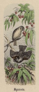 Spurv (farvet gravering) af Friedrich Specht