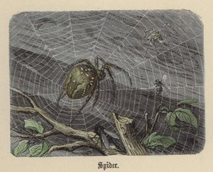 Edderkop (farvet gravering) af Friedrich Specht