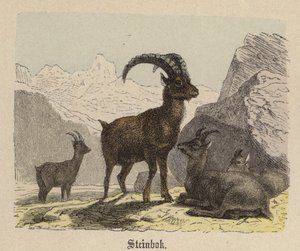 Steinbok (farvet gravering) af Friedrich Specht