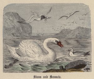 Swan and Seamew (farvet gravering) af Friedrich Specht