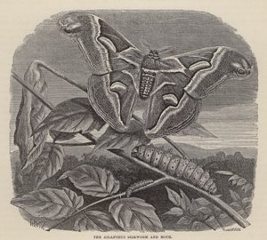 Ailanthus silkeorm og møl (gravering)