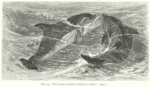 Den almindelige delfin (Delphinus Delphis) (kobberstik)