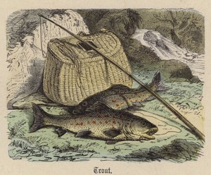 Ørred (farvet gravering) af Friedrich Specht