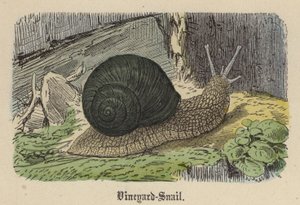 Vineyard-Snail (farvet gravering) af Friedrich Specht
