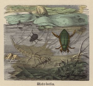 Vandbiller (farvet gravering) af Friedrich Specht