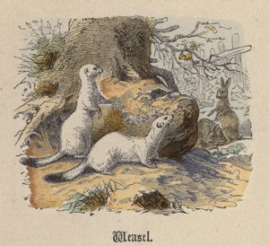 Weasel (farvet gravering) af Friedrich Specht