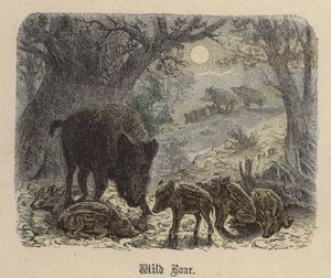 Vildsvin (farvet gravering) af Friedrich Specht