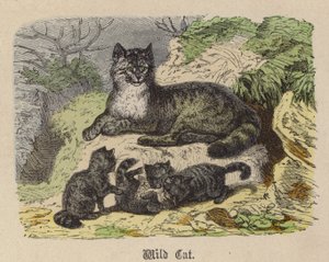 Wild Cat (farvet gravering) af Friedrich Specht