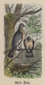 Wild Dove (farvet gravering) af Friedrich Specht