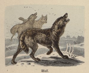 Wolf (farvet gravering)