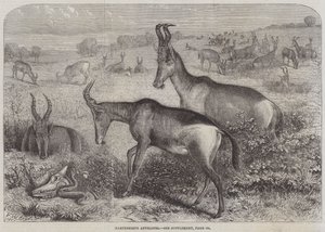 Hartebeest antilope af Friedrich Wilhelm Keyl