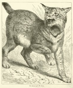 The Lynx (gravering)