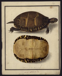 Chrysemys picta, før 1792 af Friedrich Wilhelm Wunder