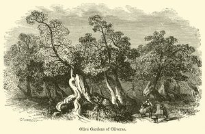 Olivenhaverne i Oliveras