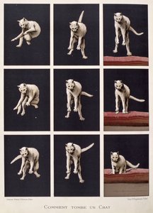 How a Cat Falls, fra The Last Wonders of Science af Daniel Bellet (chromolitho) af G. Lasellaz