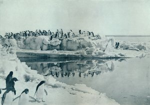 Pingviner på isfod, c1911, 1913