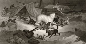 Bjørnejagt, graveret af J.C. McRea, fra "Arctic Explorations in the Years 1853, 54, 55", Volume I, af doktor Elisha Kent Kane (1820-57) udgivet i Philadelphia, 1856 af G. White
