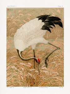 Sarus-trane i en rismark af G.a. Audsley