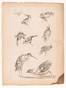 Otte kinesiske fugle, herunder isfugle, en hejre, en and og en guldsmede Forskellige kinesiske fugle (serietitel) Livre des differentes éspeces d