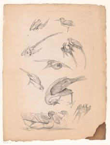 Elleve kinesiske fugle, inklusive ænder og conure Forskellige kinesiske fugle (serietitel) Livre des differentes éspeces d