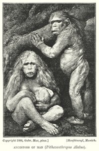 Menneskets forfædre, Pithecanthropus Alalus (litho)
