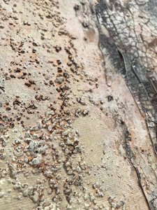  af Gabriela Aleksandra Szuba