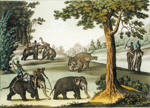 Capturing Elephants in Burma, plade 76 fra 