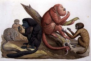 Sydamerikas aber (farve litho)