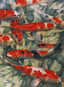 Koi karper