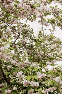 Kirsebærblomster om foråret af Gemma Bardot