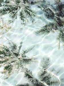 Refleksioner fra Clear Water Palm af Gemma Bardot