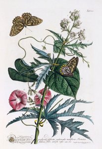 1. Abutilon, 2. Convolvulus, ca. 1748 håndfarvet gravering. af "Georg Dionysius Ehret