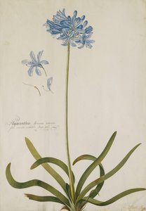 Agapanthus, af Georg Dionysius Ehret