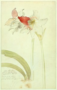 Amaryllis: Lilio-Narcissus, Indicus