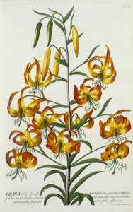 American Turkscap Lily, ca. 1740 håndfarvet gravering. af "Georg Dionysius Ehret