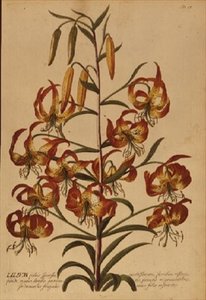 American Turkscap Lily fra 