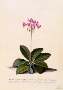 Auricula Ursi Shooting Star, ca. 1744 håndfarvet gravering.