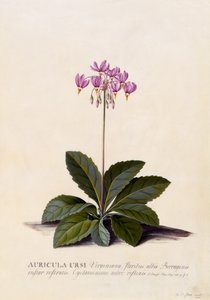 Auricula ursi, Shooting Star, ca. 1744 (håndfarvet gravering)