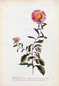 Aster, ca. 1743 håndkoloreret gravering.