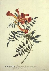 Bignonia americana, akvarel af Georg Dionysius Ehret