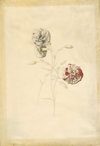Nelliker af Georg Dionysius Ehret