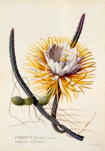 Cereus Nattens Dronning, ca. 1744 håndfarvet gravering. af "Georg Dionysius Ehret