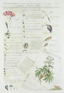 Characters of Flowers, fra 