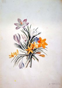 Krokusbuket af Georg Dionysius Ehret