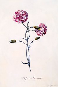 Difor Amourius Nellik, ca. 1745 håndfarvet gravering. af "Georg Dionysius Ehret